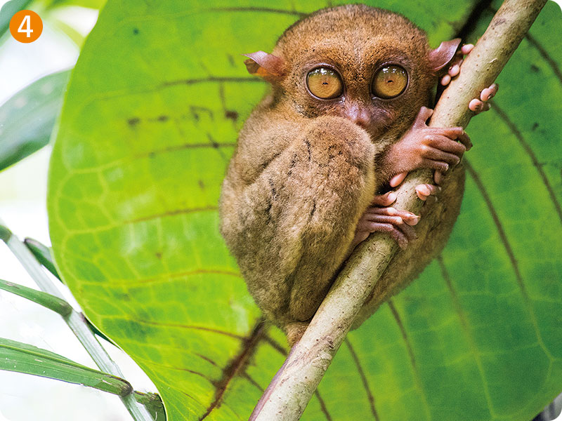 薄荷島　和世界上最小的猴子眼鏡猴相遇。